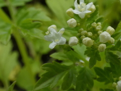 Valeriana chaerophylloides