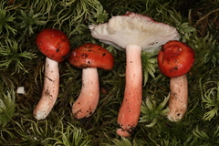 Russula peckii