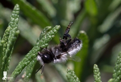 Megachile saulcyi
