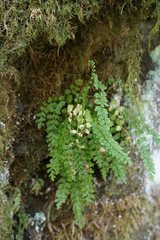 Asplenium viride