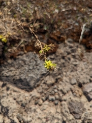 Centromadia fitchii