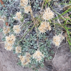 Antennaria parvifolia