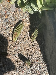 Trichocereeae