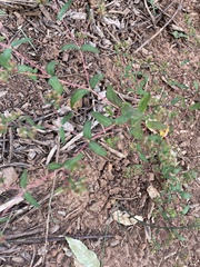 Euphorbia nutans