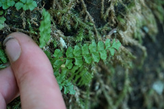 Asplenium viride
