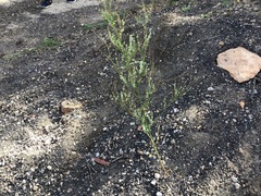 Melilotus albus