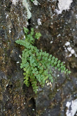 Asplenium viride