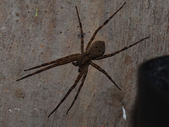 Acanthoctenus