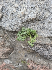 Asplenium ruta-muraria