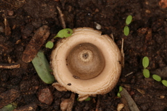 Geastrum