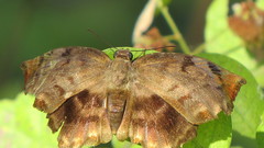 Achlyodes busirus