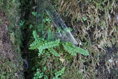 Asplenium viride