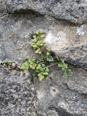 Asplenium ruta-muraria