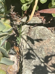 Sceloporus occidentalis