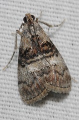 Pococera asperatella