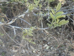 Philenoptera violacea