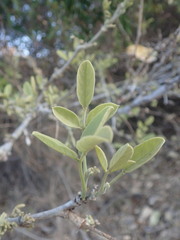 Philenoptera violacea