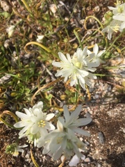 Ornithogalum concinnum