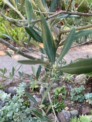 Olea europaea