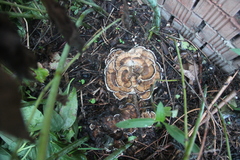 Bjerkandera adusta