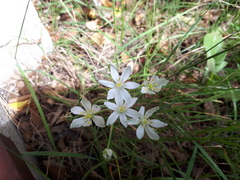 Ornithogalum umbellatum