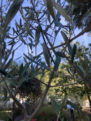 Olea europaea