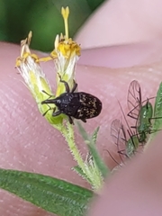 Glyptobaris lecontei