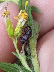 Glyptobaris lecontei