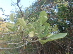 Philenoptera violacea