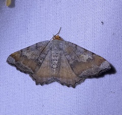 Macaria distribuaria