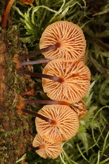 Xeromphalina enigmatica