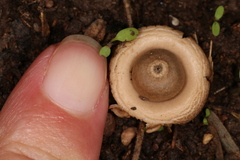 Geastrum