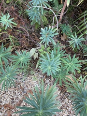 Euphorbia characias