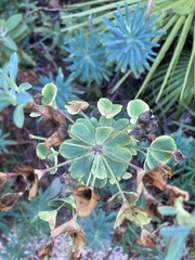 Euphorbia characias