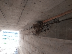 Hirundo rustica erythrogaster