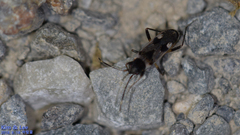 Panaorus albomaculatus