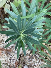 Euphorbia characias