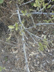 Philenoptera violacea