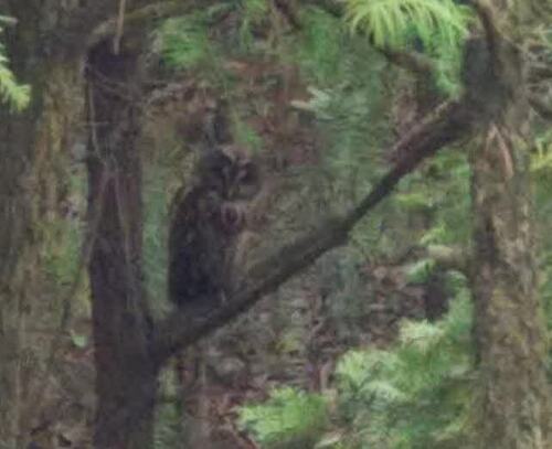 Himalayan Owl (Strix nivicolum), photo 7