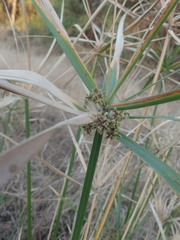 Cyperus sexangularis
