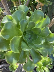 Aeonium