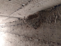 Hirundo rustica erythrogaster