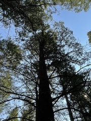 Pinaceae