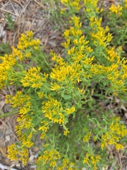 Chrysothamnus viscidiflorus