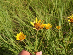 Heliopsis