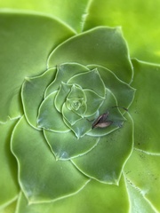 Aeonium