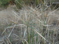Cyperus sexangularis
