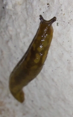Limacus maculatus