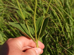 Heliopsis