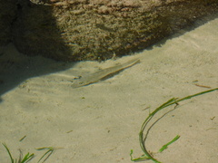 Sillago ciliata